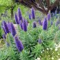 Pride of Madeira 100 Seeds Echium candicans