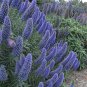 Pride of Madeira 100 Seeds Echium candicans