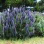 Pride of Madeira 100 Seeds Echium candicans