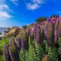 Pride of Madeira 100 Seeds Echium candicans