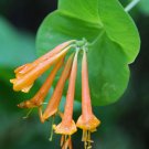 Orange Honeysuckle 10 Seeds Lonicera ciliosa