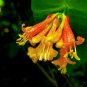 Orange Honeysuckle 10 Seeds Lonicera ciliosa