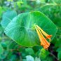 Orange Honeysuckle 10 Seeds Lonicera ciliosa