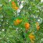 Orange Honeysuckle 10 Seeds Lonicera ciliosa