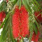 Crimson Bottlebrush 1000 Seeds Callistemon citrinus