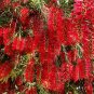 Crimson Bottlebrush 1000 Seeds Callistemon citrinus
