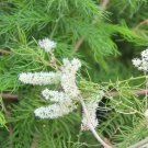 Wild Asparagus 10 Seeds Asparagus racemosus Wild Asparagus 10 Seeds Asparagus racemosus