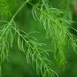 Wild Asparagus  10 Seeds  Asparagus racemosus