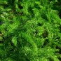 Wild Asparagus  10 Seeds  Asparagus racemosus