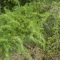 Wild Asparagus  10 Seeds  Asparagus racemosus