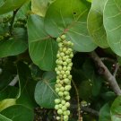 Sea Grape  100 Seeds  Coccoloba uvifera