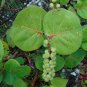 Sea Grape 100 Seeds Coccoloba uvifera