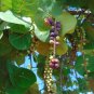 Sea Grape 100 Seeds Coccoloba uvifera