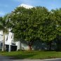 Sea Grape 100 Seeds Coccoloba uvifera