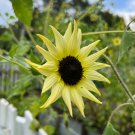 Sunflower Vanilla Ice Helianthus debilis 100 Seeds Sunflower Vanilla Ice Helianthus debilis 100 Seeds