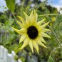 Sunflower Vanilla Ice Helianthus debilis 100 Seeds