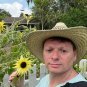 Sunflower Vanilla Ice Helianthus debilis 100 Seeds