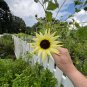 Sunflower Vanilla Ice Helianthus debilis 100 Seeds