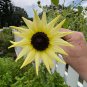 Sunflower Vanilla Ice Helianthus debilis 100 Seeds