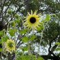 Sunflower Vanilla Ice Helianthus debilis 100 Seeds