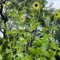 Sunflower Vanilla Ice Helianthus debilis 100 Seeds