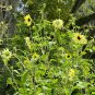 Sunflower Vanilla Ice Helianthus debilis 100 Seeds