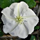 Moonflower Ipomoea alba 20 Seeds Moonflower Ipomoea alba 20 Seeds