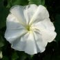 Moonflower Ipomoea alba 20 Seeds