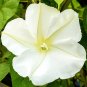 Moonflower Ipomoea alba 20 Seeds