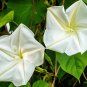 Moonflower Ipomoea alba 20 Seeds