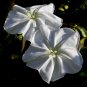 Moonflower Ipomoea alba 20 Seeds