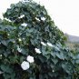 Moonflower Ipomoea alba 20 Seeds
