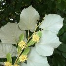 Silver Linden Silver Lime Tilia tomentosa 100 Seeds Silver Linden Silver Lime Tilia tomentosa 100 Seeds