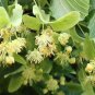 Silver Linden Silver Lime Tilia tomentosa 100 Seeds