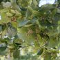 Silver Linden Silver Lime Tilia tomentosa 100 Seeds
