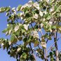 Silver Linden Silver Lime Tilia tomentosa 100 Seeds