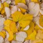 Silver Linden Silver Lime Tilia tomentosa 100 Seeds
