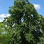 Silver Linden Silver Lime Tilia tomentosa 100 Seeds