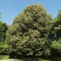 Silver Linden Silver Lime Tilia tomentosa 100 Seeds
