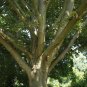 Silver Linden Silver Lime Tilia tomentosa 100 Seeds