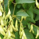 Buckwheat Vine 10 Seeds Brunnichia ovata Buckwheat Vine 10 Seeds Brunnichia ovata
