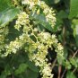 Buckwheat Vine 10 Seeds Brunnichia ovata