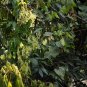 Buckwheat Vine 10 Seeds Brunnichia ovata