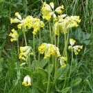 Cowslip Primrose 100 Seeds Primula veris Cowslip Primrose 100 Seeds Primula veris