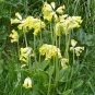 Cowslip Primrose 100 Seeds Primula veris