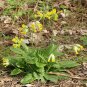 Cowslip Primrose 100 Seeds Primula veris