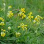Cowslip Primrose 100 Seeds Primula veris