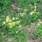 Cowslip Primrose 100 Seeds Primula veris