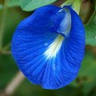 Blue Butterfly Pea Clitoria ternatea 10 Seeds Blue Butterfly Pea Clitoria ternatea 10 Seeds