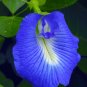 Blue Butterfly Pea Clitoria ternatea 10 Seeds